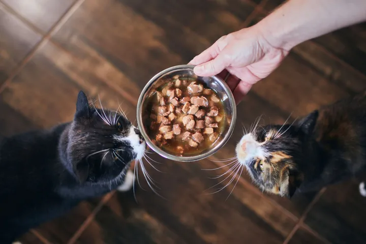Katzen Ernährungsberatung 2 Kater mit Schale Nassfutter