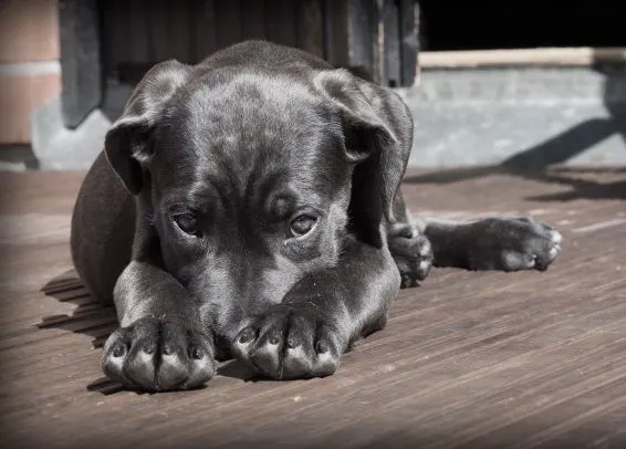 Allergien und Unverträglichkeiten
