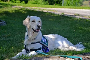 Assistenzhund liegt aufmerksam auf einer Wiese