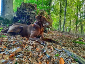 Familienhund liegt aufmerksam im Wald