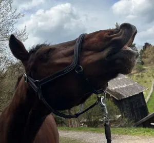 Flehmendes Pferd mit Halfter