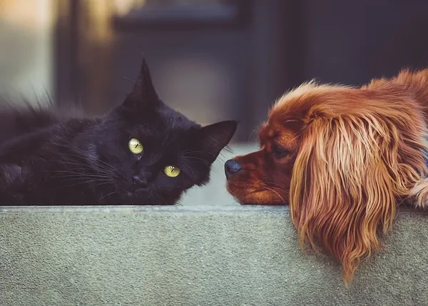 Futterunverträglichkeit Hund - Allergie - Was füttern