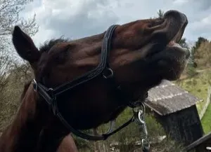 Futterberatung für Hund, Pferd und Katze - Ganzheitlich