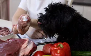 Futterberatung Hund mit rohem Fleisch