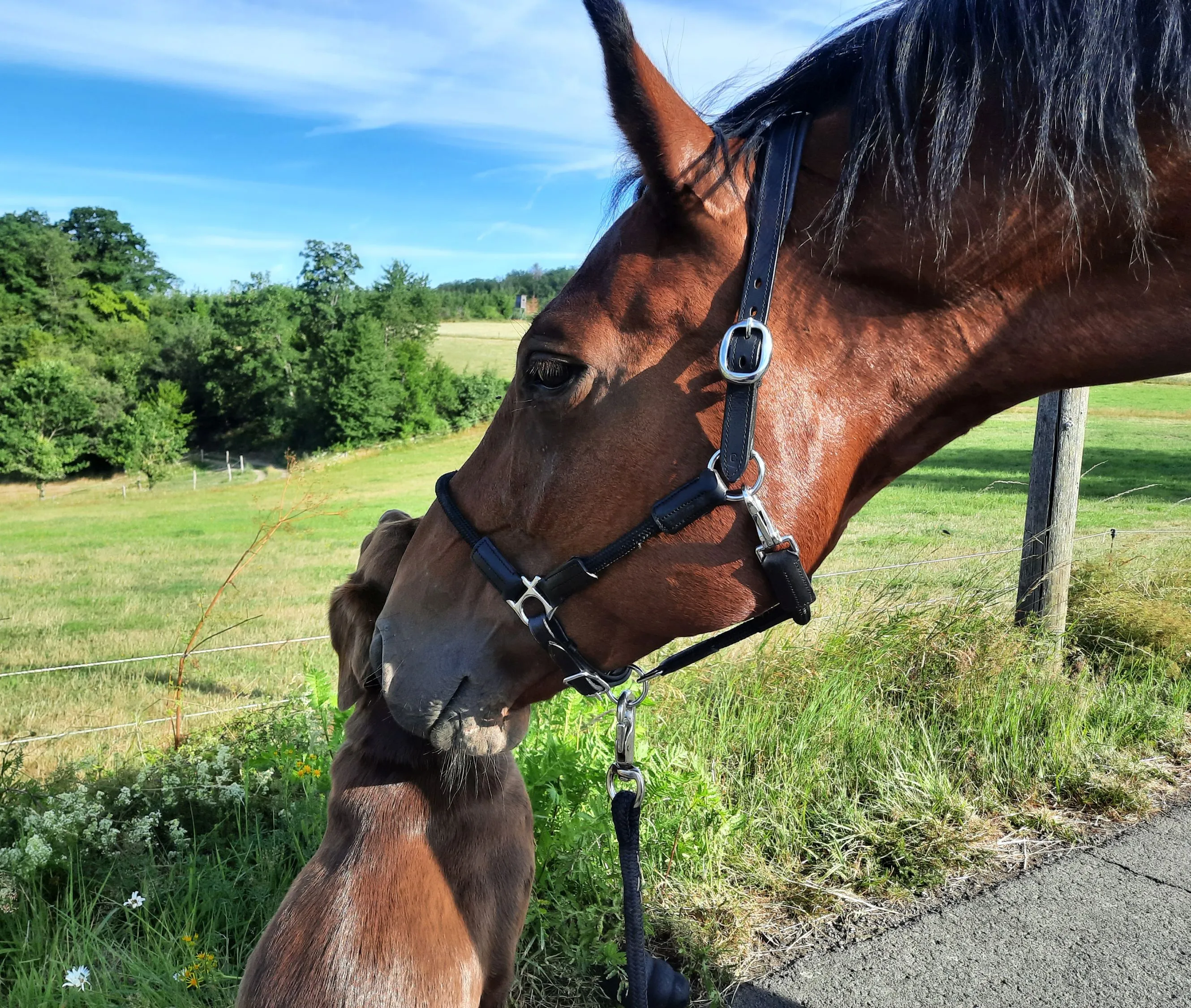 Futterberatung mit Hund und Pferd