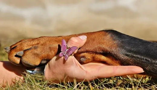 Hundepfote liegt in einer Hand