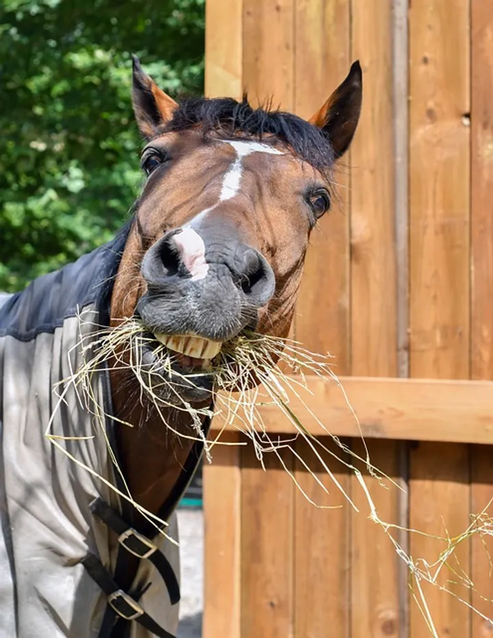 Ernährungsberatung Pferd mit Bedarfsermittlung Ernährungsberatung Pferd frisst Heu