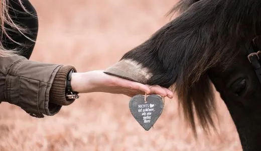 Huf von Pony liegt auf einer Hand