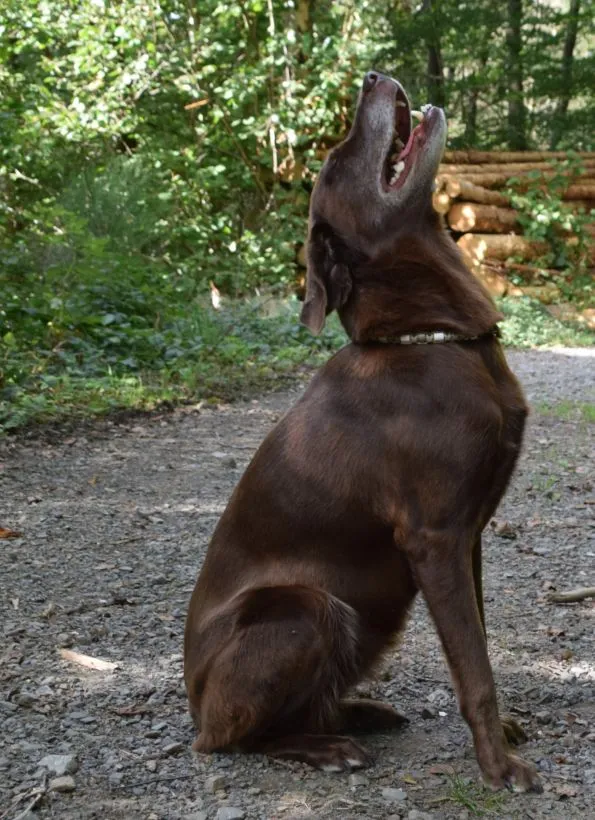 hund-auf-allergie-testen-ja-oder-nein.jpg