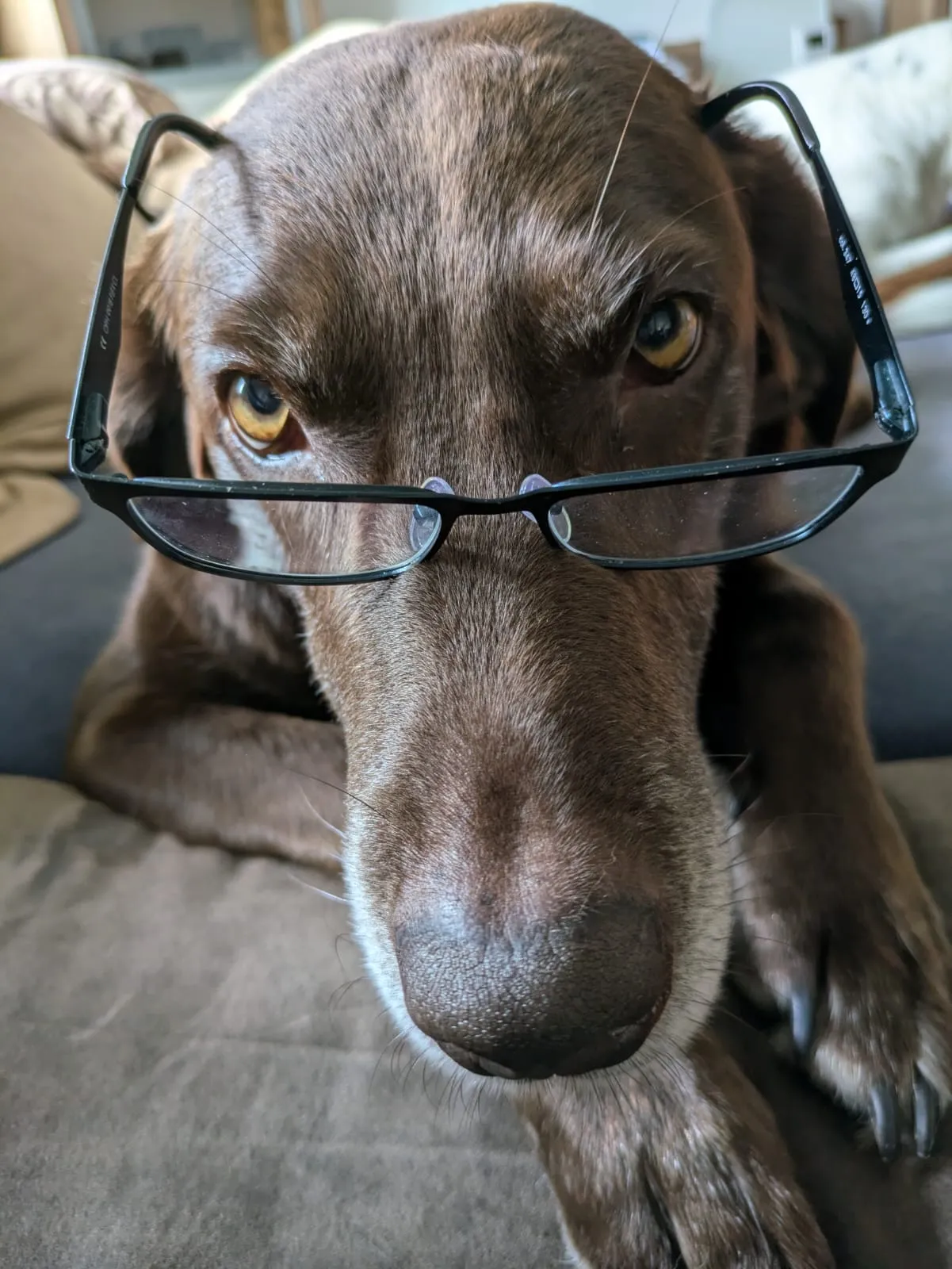 Hund juckt sich ständig