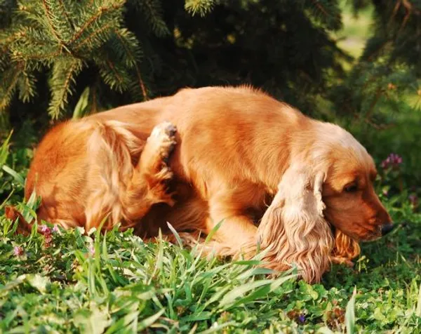 Hund juckt sich ständig Hund juckt sich ständig
