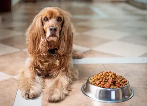 Hund liegt neben seinem vollen Napf