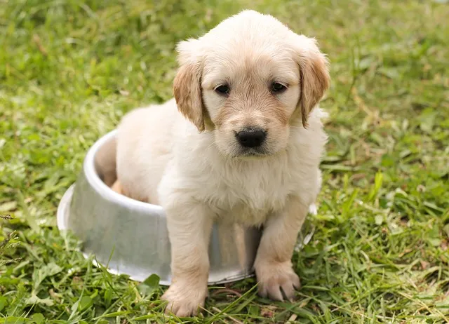 Hundefutter Test – Nass-, Trockenfutter oder Barfen?