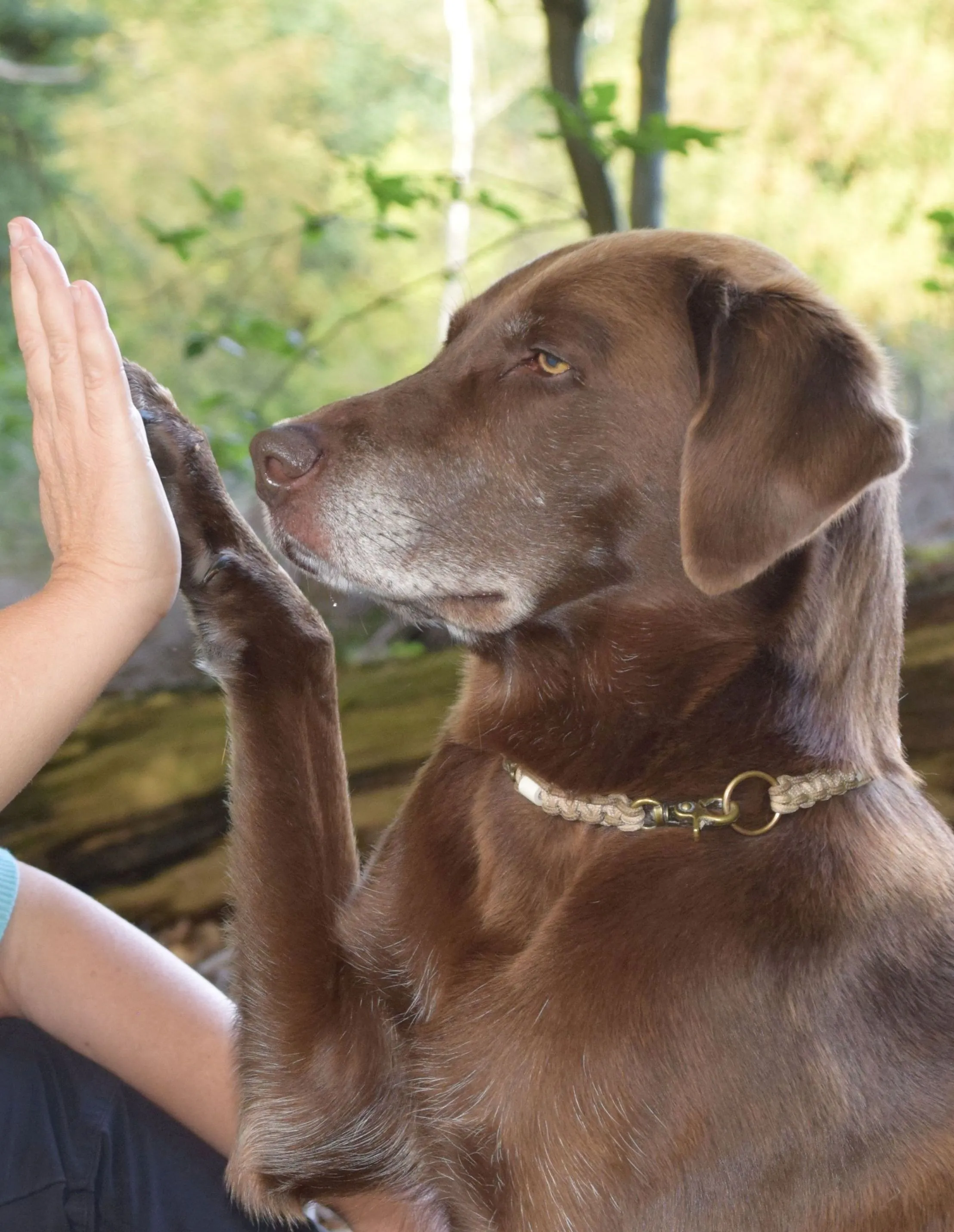 amy-ein-seelenhund-teamarbeit.jpg