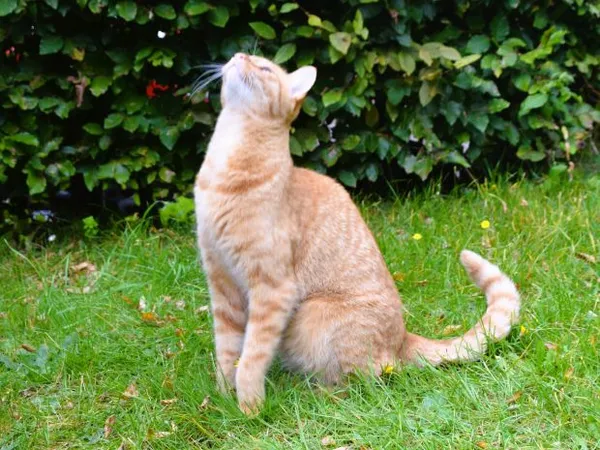Kater schaut hoch richtige Ernährung von Katzen