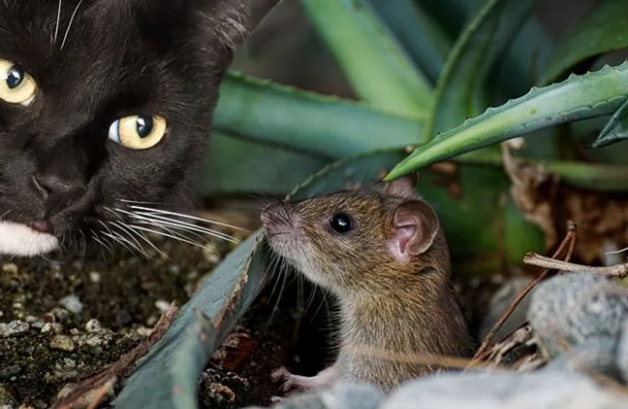 Katzen gesunde Ernährung mit Beutetier Maus