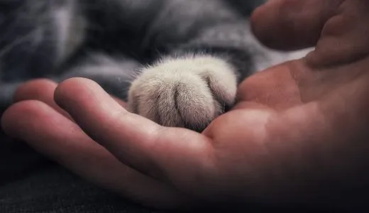 Katzenpfote liegt in einer Hand