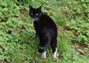 Schwarze Katze schaut sich um
