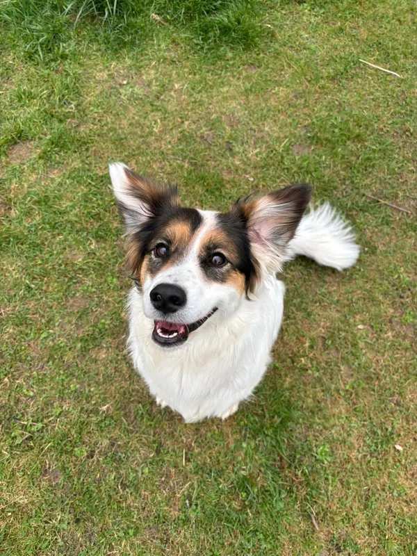 Tierschutzhund zieht ein Tierschutzhund zieht ein und schaut erwartungsvoll