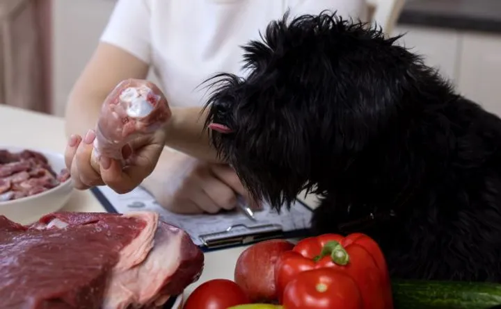 Barf Tierernährungsberatung für den Hund Tierernährungsberatung Barf für einen Hund
