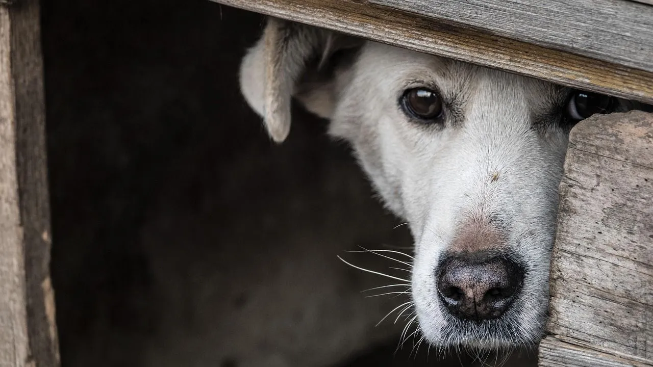 Tierschutzhund Angst oft keine Seltenheit Tierschutzhund hat Angst und versteckt sich
