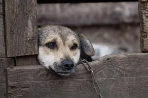 Tierschutzhund schaut sehr traurig durch einen Verschlag