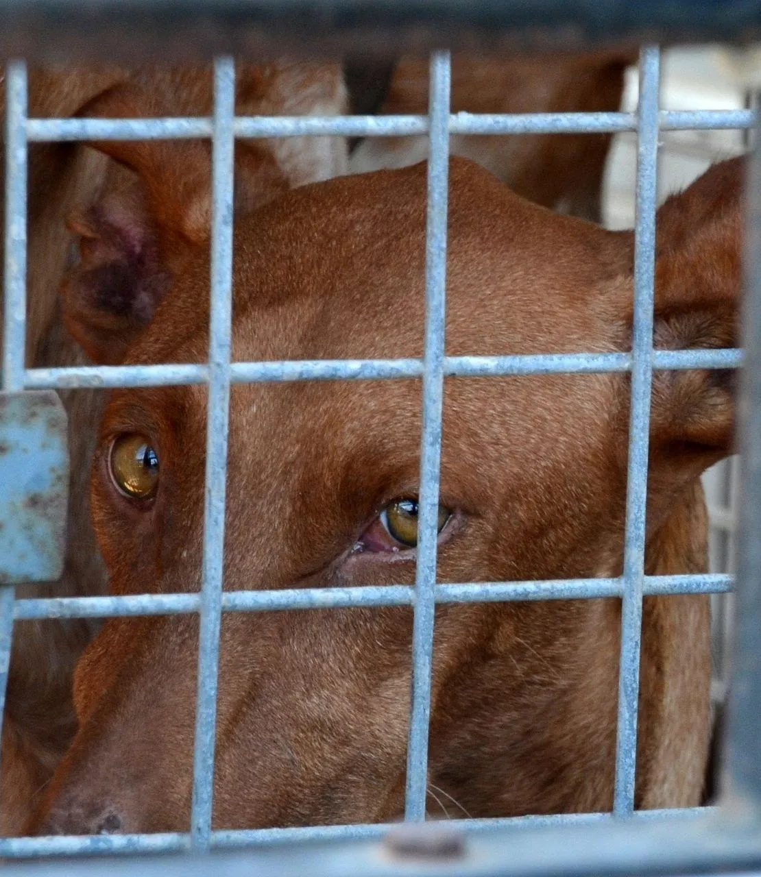 Tierschutzhunde Tierschutzhunde
