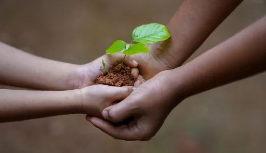 Vier Hände halten eine Pflanze mit Erde